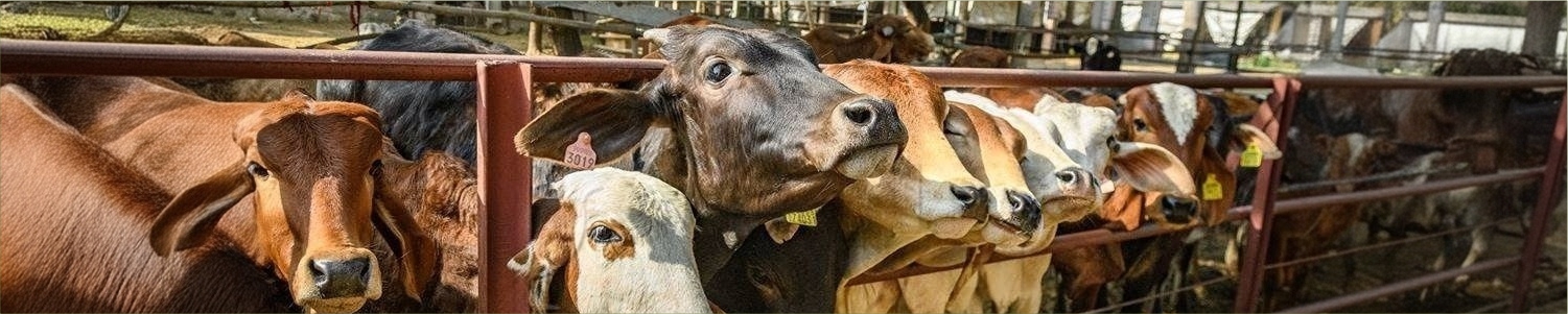 Animal Care — Gaushala